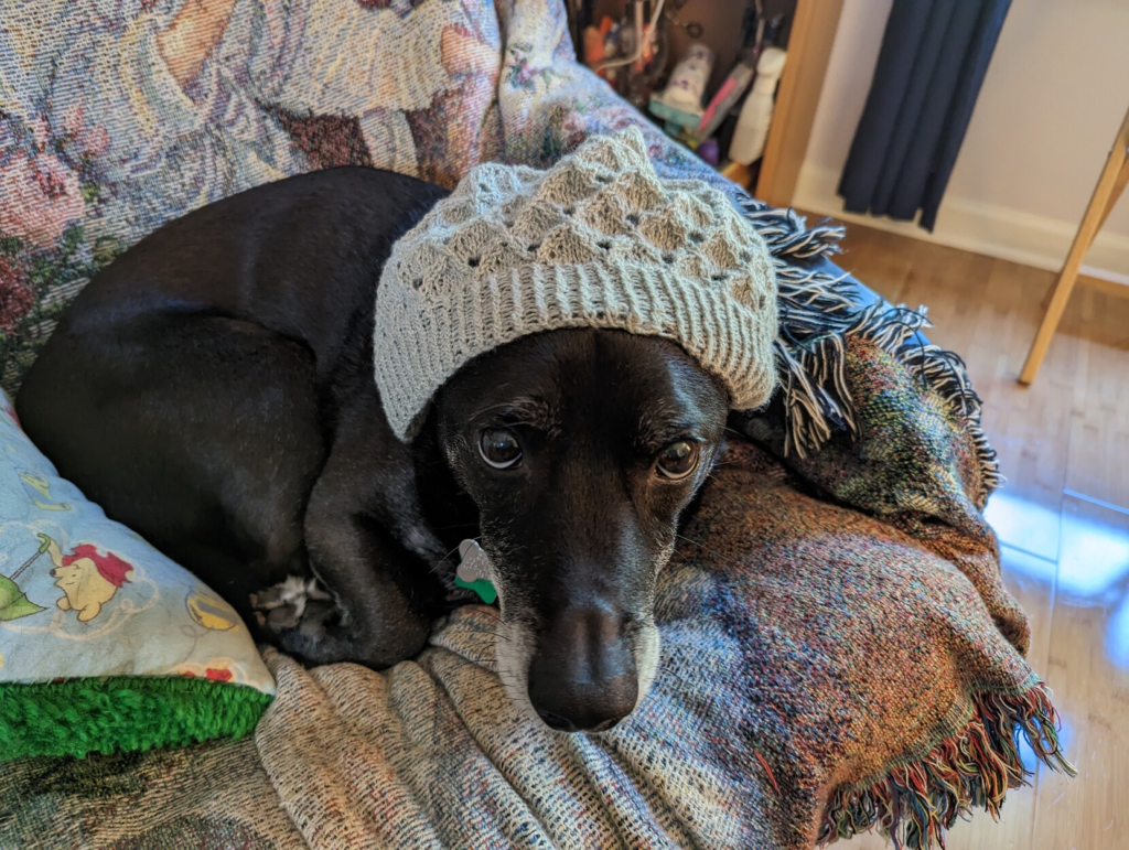 A grey hat with some syncopated holes in nubbly grey yarn sitting over the ears of a small black dog looking lovingly at the camera